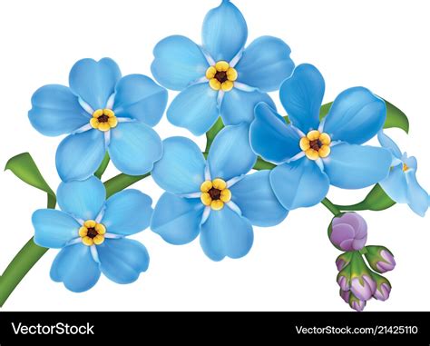 Bunch Of Blue Forget Me Not Flowers With Leaves Vector Image