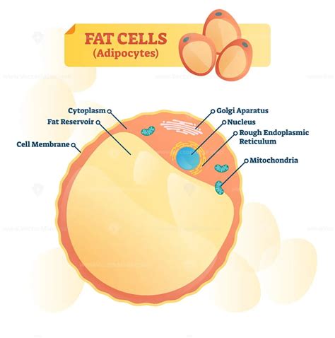 Fat Cell Structure Vector Illustration Vectormine