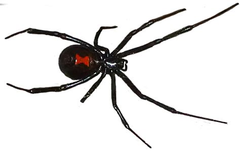 Black Widow Spiders Png Kostenlose Datei Herunterladen Png Play