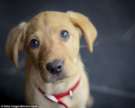May 26, 2021 · puppies should receive a dose of canine parvovirus vaccine between 14 and 16 weeks of age, regardless of how many doses they received earlier, to develop adequate protection. Thousands of dogs dying or suffering severe reactions ...