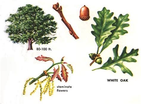 Not to be confused with the group of oaks called white oaks, the white oak tree grows very slowly. Pin on trees I love