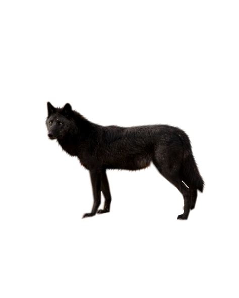 Black Wolf Png By Shadowedxlegacy On Deviantart