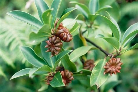 Bunga lawang atau pekak merupakan rempah pemberi aroma. 12 Manfaat Bunga Lawang Bagi Kesehatan Dan Kecantikan ...