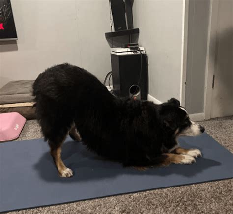 Dog Stretching 28 Stretches To Reduce Muscle Pain