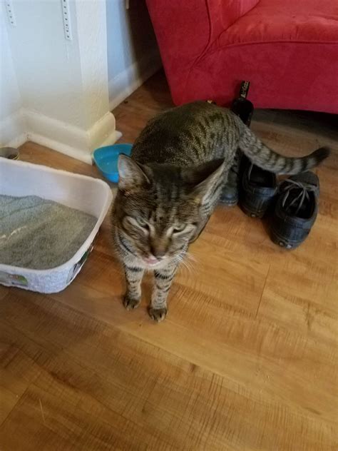 Have the person call you and ensure that the person identifies. found cat. found at wood-willow town-homes near st Edwards ...