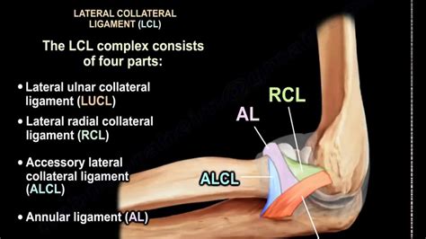 Lateral Collateral Ligament Of The Elbow Do Duane Pickrell Kapsels