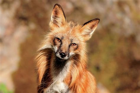 Falltime Red Fox Photograph By Wes And Dotty Weber Fine Art America