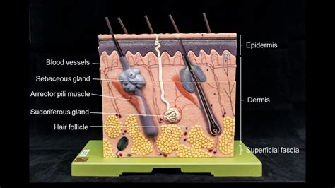 Integumentary System Skin Anatomy Integumentary Syste