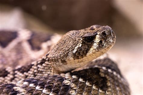 Three species of bushmaster (l. Venomous Snake Dream Interpretation | DreamChrist | Dream ...
