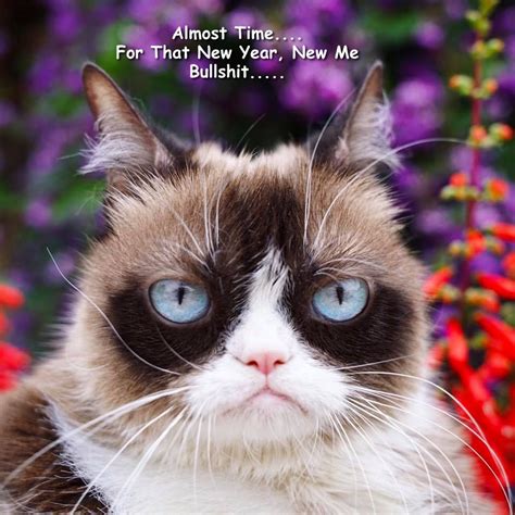 Grumpy Cat By Gary October 2017 With Images Grumpy Cat