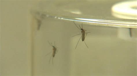 zika virus state of emergency in florida 7 counties on alert video abc news
