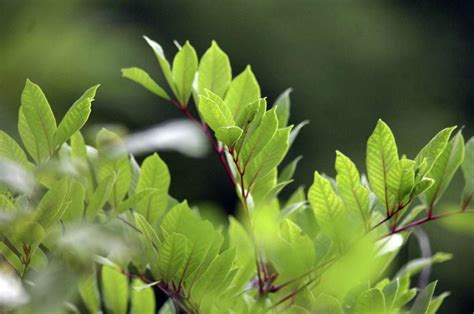 Poison Plants Can Make Summer Extra Itchy