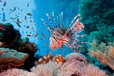 Lionfish Are Destroying Our Coral Reefs Planting Peace