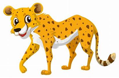 Cheetah Gepard Weissem Netter Hintergrund Depositphotos Lindo