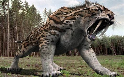 saber toothed tiger species discovered  argentina