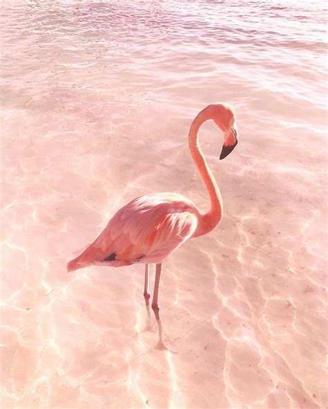 Its A Colorful Life Flamingo Wallpaper Flamingo Pink Flamingos