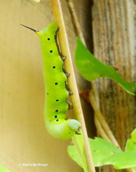 Snowberry Clearwing Moth Caterpillar Hemaris Diffinis Bugguidenet