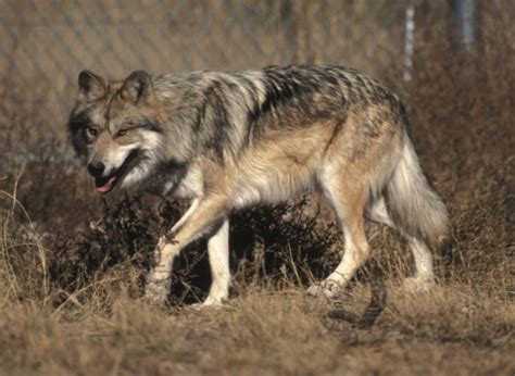 Scientists Determine Mexican Gray Wolf Is A Subspecies Ranchers Object