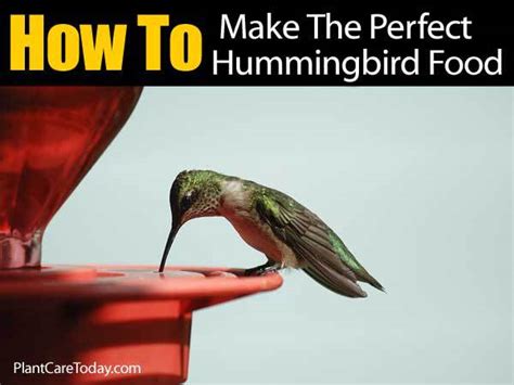 Homemade hummingbird food is very easy and inexpensive to make. How To Make Hummingbird Food - A Perfect Recipe