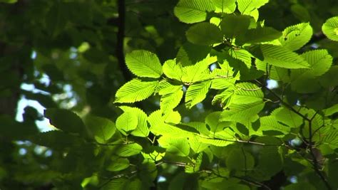 Leaves Rustling In The Wind Stock Footage Video 1259674 Shutterstock