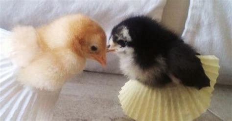 Snazzy Chicks Imgur