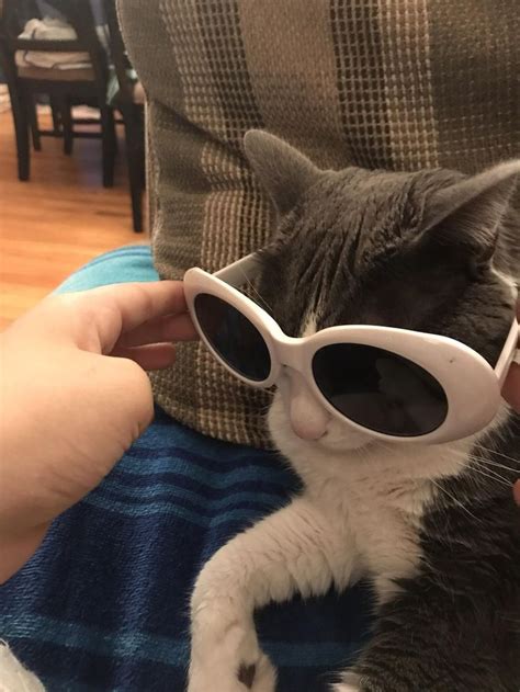 Clout Goggles Baby Aww Cute Animals Cats Dogs Clout Goggles
