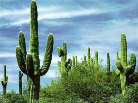 In arizona it's illegal to cut down a saguaro cactus. cactos de espinho | Cactos e suculentas | Pinterest | Cacti
