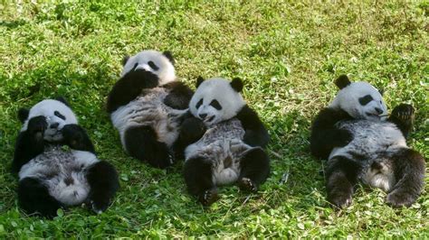 Giant Pandas No Longer Endangered But Still Vulnerable Says China