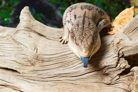 Blue Tongued Skink Animals Of Oceania