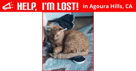 Lost Cat Agoura Hills California Trouble