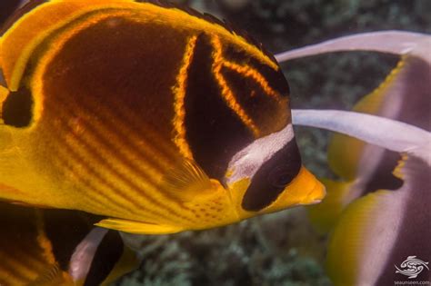 Raccoon Butterflyfish Facts And Photographs Seaunseen