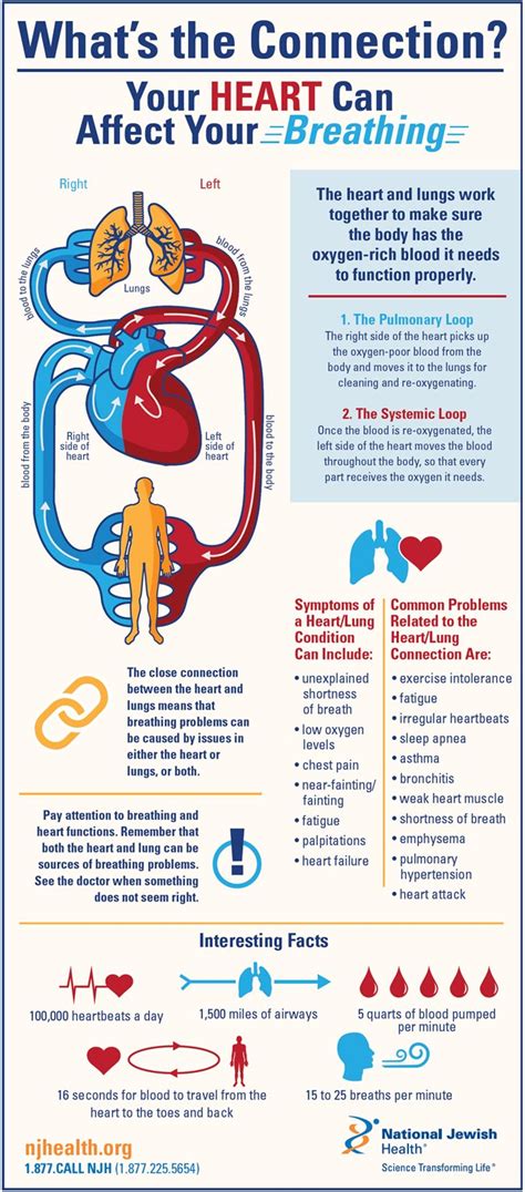 These include the great cardiac vein, the anterior cardiac vein, the the coronary arteries are autoregulated. What's the Connection? Your Heart Can Affect Your Breathing
