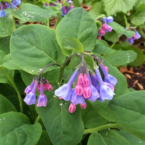 Growing Virginia Bluebells What Are Virginia Bluebell Flowers