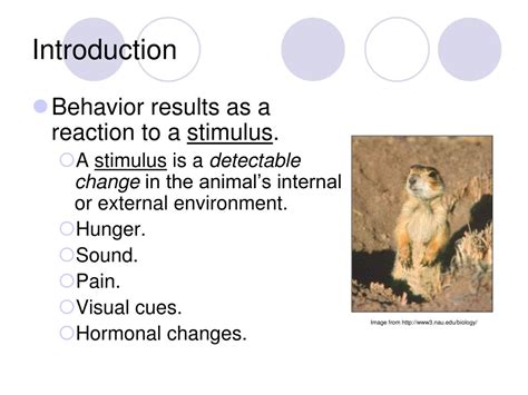 Ppt Animal Behavior Powerpoint Presentation Free Download Id4695004