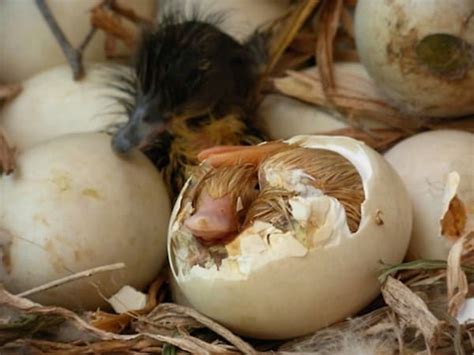 40 Amazing Pictures Of Baby Animals Hatching Eggs