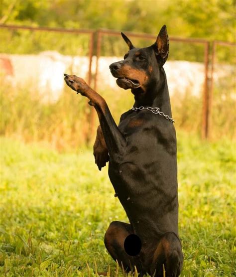 15 Funny Doberman Pinschers That Youll Happy To See Page 2 Of 5