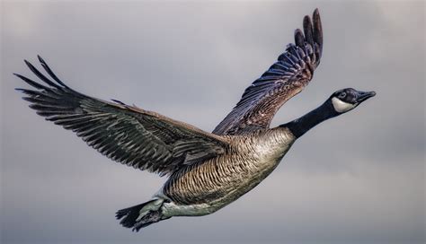 Canada Goose In Flight Stan Schaap Photography