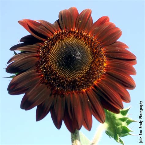 Julie Ann Brady Blog On Chianti Hybrid Sunflowers