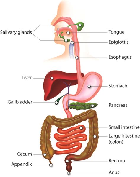 #58 Summary of animal nutrition | Biology Notes for IGCSE 2014 & 2022