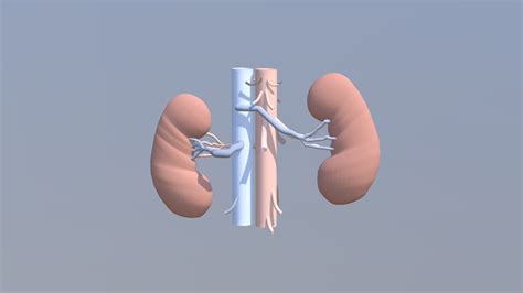 Human Kidney Model Download Free 3d Model By Muhammadairil