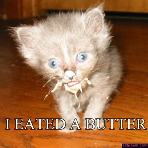 I Eated A Butter Funny Cat Photos Funny Cat Pictures Cat Jokes