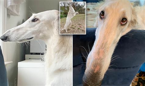 Long Nose Dog Wants To Save This Community Rnatureiscursed