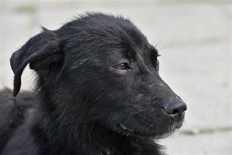 Free Picture Black Dog Portrait Puppy Side View Canine Shepherd