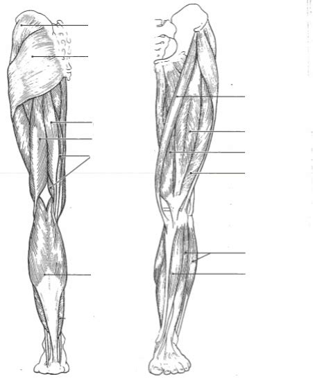 In the key muscles of yoga, i point out that athletes. Hip Muscles Diagram - Hip Muscles Diagram Graph Diagram ...