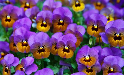 10 Best Winter Flowering Plants In India Details And Care