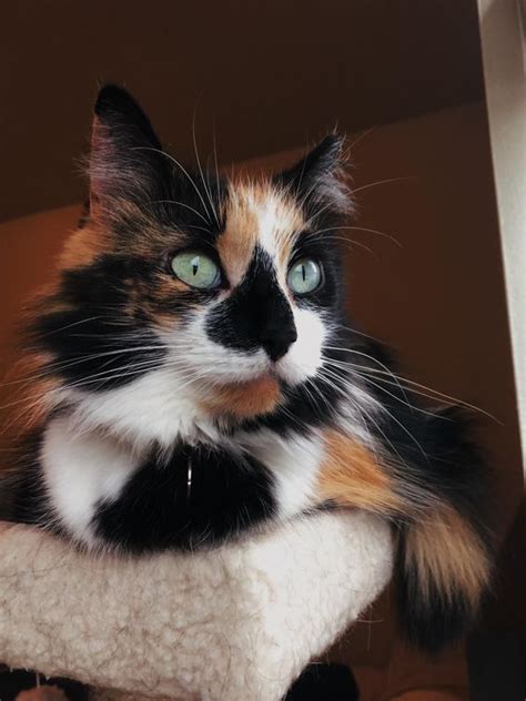 What Gives A Calico Cat This Beautiful Fur Pattern The Answer Lies