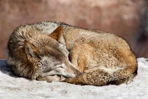 Do You Know Your Animal Sleep Type
