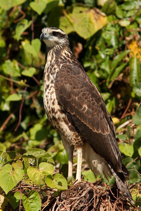 Juvenile Great Black Hawk Photograph By Aivar Mikko Pixels