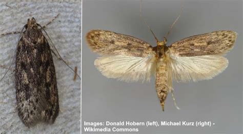 Common House Moth Identification