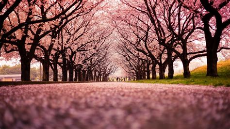 Cherry blossom tree at night wallpapers top free cherry. Anime Wallpaper Anime Cherry Blossom | Bunga sakura, Pemandangan, Lanskap